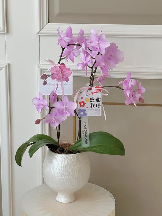 谢师恩·蝴蝶兰盆栽 商品图4