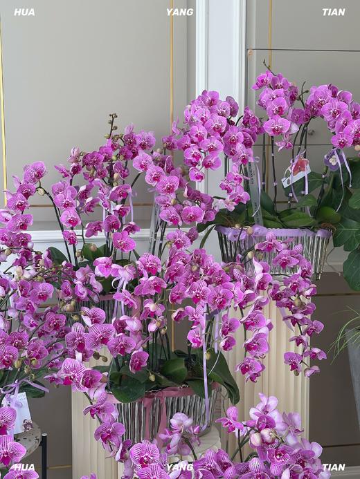 桃李芬芳·蝴蝶兰盆栽 商品图2