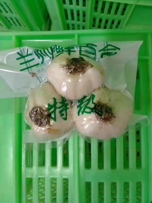 兰州鲜百合 新鲜采挖 脆甜爽口  兰州西果园百合   顺丰包邮 商品图1