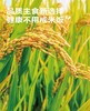 【低GI】金龙鱼丰益堂低GI米饭180g*1盒 商品缩略图1
