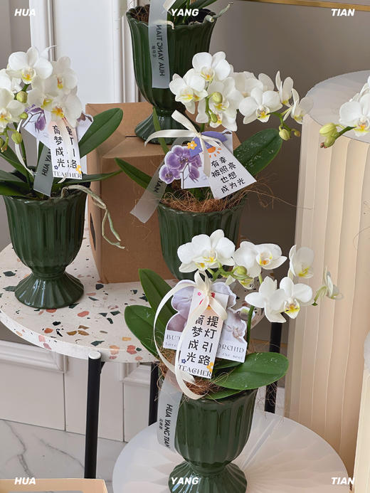 顺心顺意·蝴蝶兰盆栽 商品图1