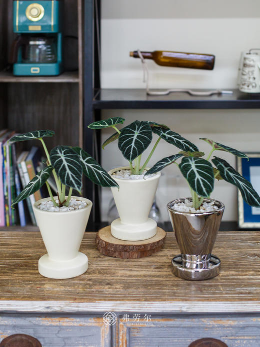 黑天鹅盆栽 商品图0