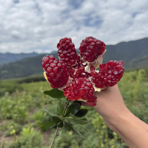 【突尼斯软籽石榴】大理山地生态果园/皮薄籽软颜色红 汁多味甜 / 坏果包赔 放心购买 顺丰包邮 商品图9