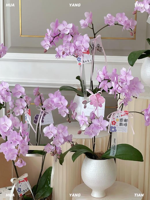 谢师恩·蝴蝶兰盆栽 商品图2