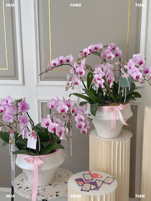 引蝶谢师·蝴蝶兰盆栽 商品图1