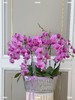 桃李芬芳·蝴蝶兰盆栽 商品缩略图0