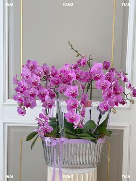 桃李芬芳·蝴蝶兰盆栽