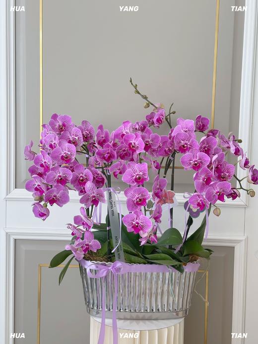 桃李芬芳·蝴蝶兰盆栽 商品图0