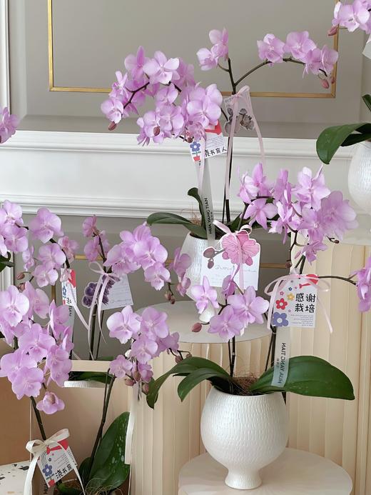 谢师恩·蝴蝶兰盆栽 商品图3