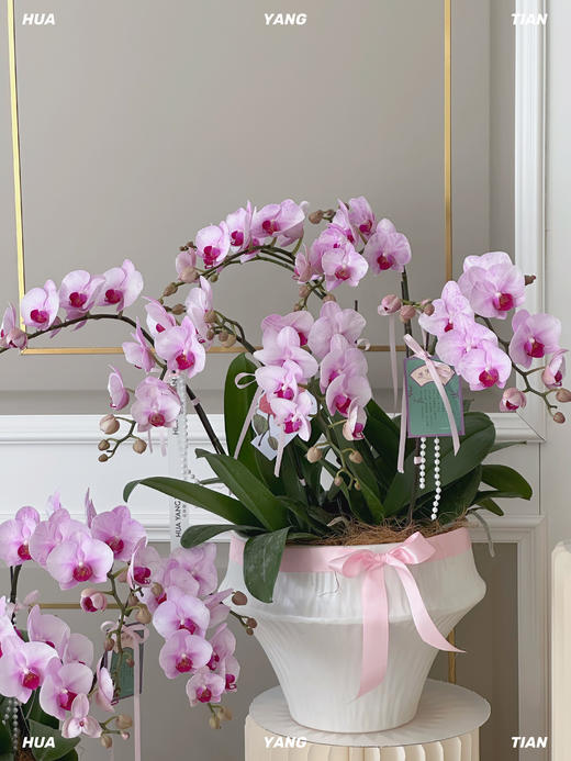 引蝶谢师·蝴蝶兰盆栽 商品图0