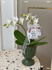 顺心顺意·蝴蝶兰盆栽 商品缩略图5