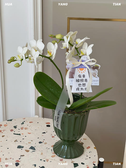 顺心顺意·蝴蝶兰盆栽 商品图5