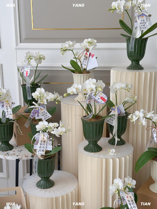 顺心顺意·蝴蝶兰盆栽 商品图0