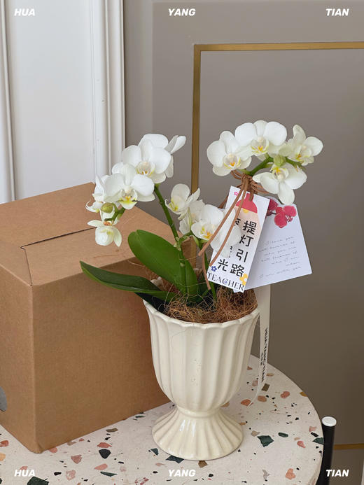 顺心顺意·蝴蝶兰盆栽 商品图3