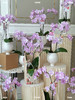 谢师恩·蝴蝶兰盆栽 商品缩略图1