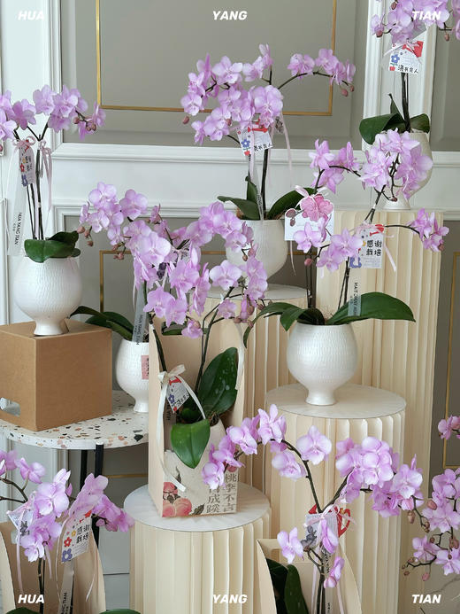 谢师恩·蝴蝶兰盆栽 商品图1