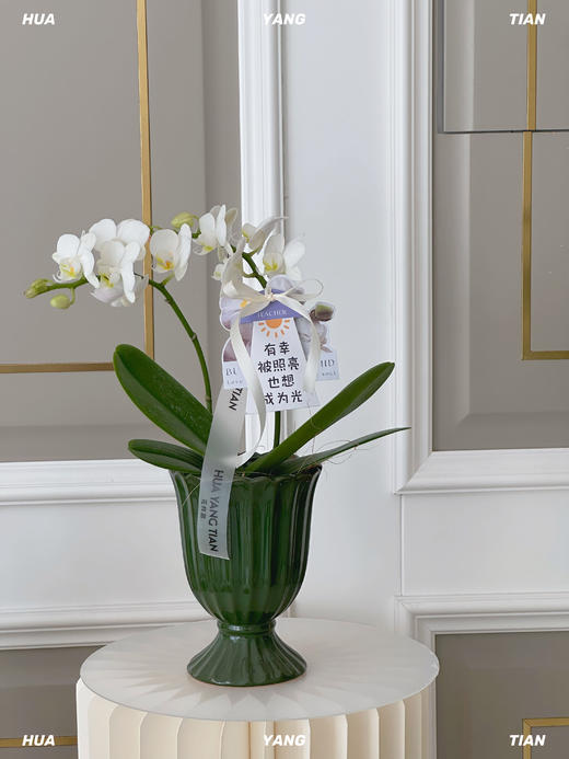 顺心顺意·蝴蝶兰盆栽 商品图4