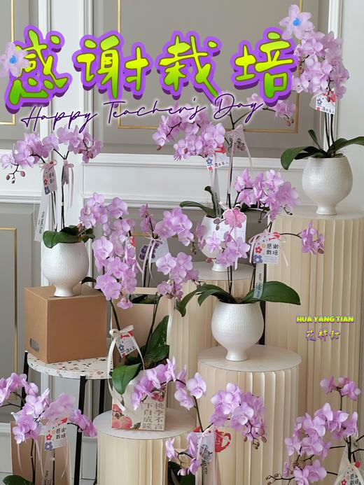 谢师恩·蝴蝶兰盆栽 商品图0