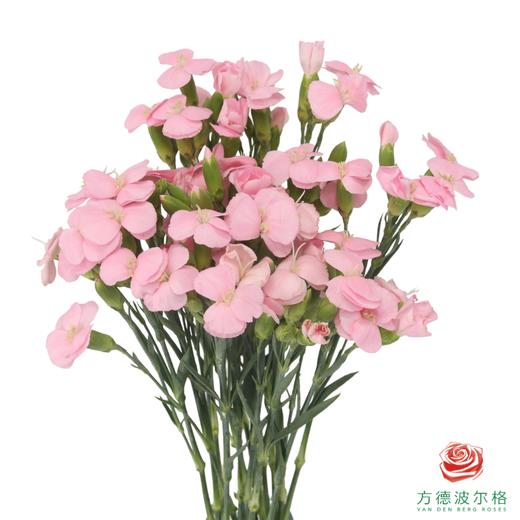 多头康乃馨-粉黛 10枝一扎 商品图0