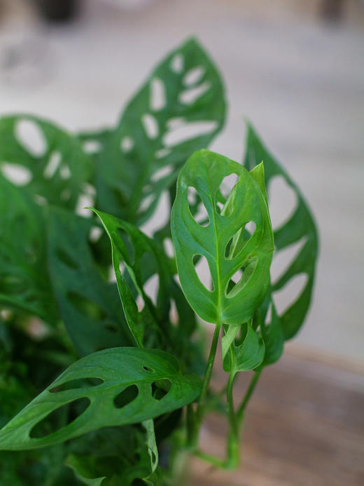 绿盆-洞洞龟背竹 商品图2