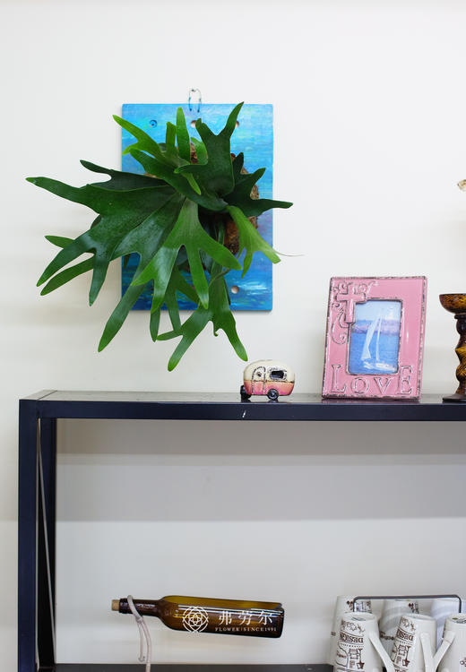 板植鹿角蕨 商品图0