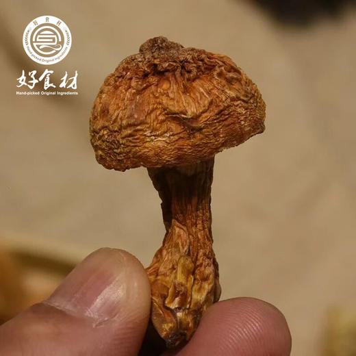 CY-云南高原姬松茸 商品图2