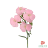 多头康乃馨-粉黛 10枝一扎 商品缩略图1