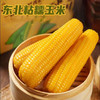 老爷岭甜糯花玉米200g 商品缩略图1
