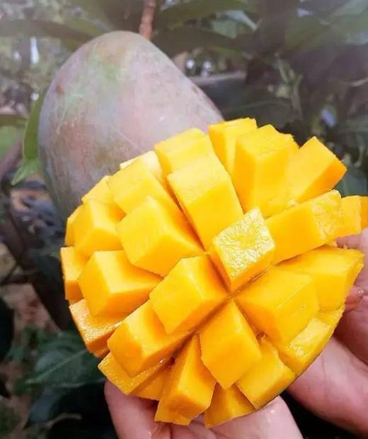 凯特芒果.一级精品礼盒👍5公斤礼盒 商品图2