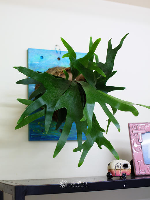 板植鹿角蕨 商品图1