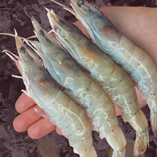 厄瓜多尔进口南美白虾 【40-50】1.4kg 商品图3