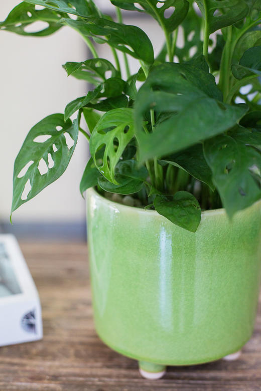 绿盆-洞洞龟背竹 商品图1