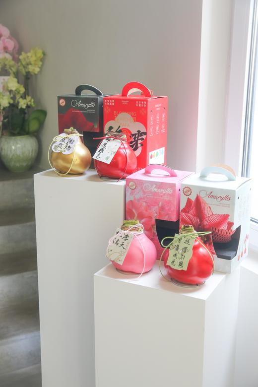 荷兰进口石蜡朱顶红 商品图3