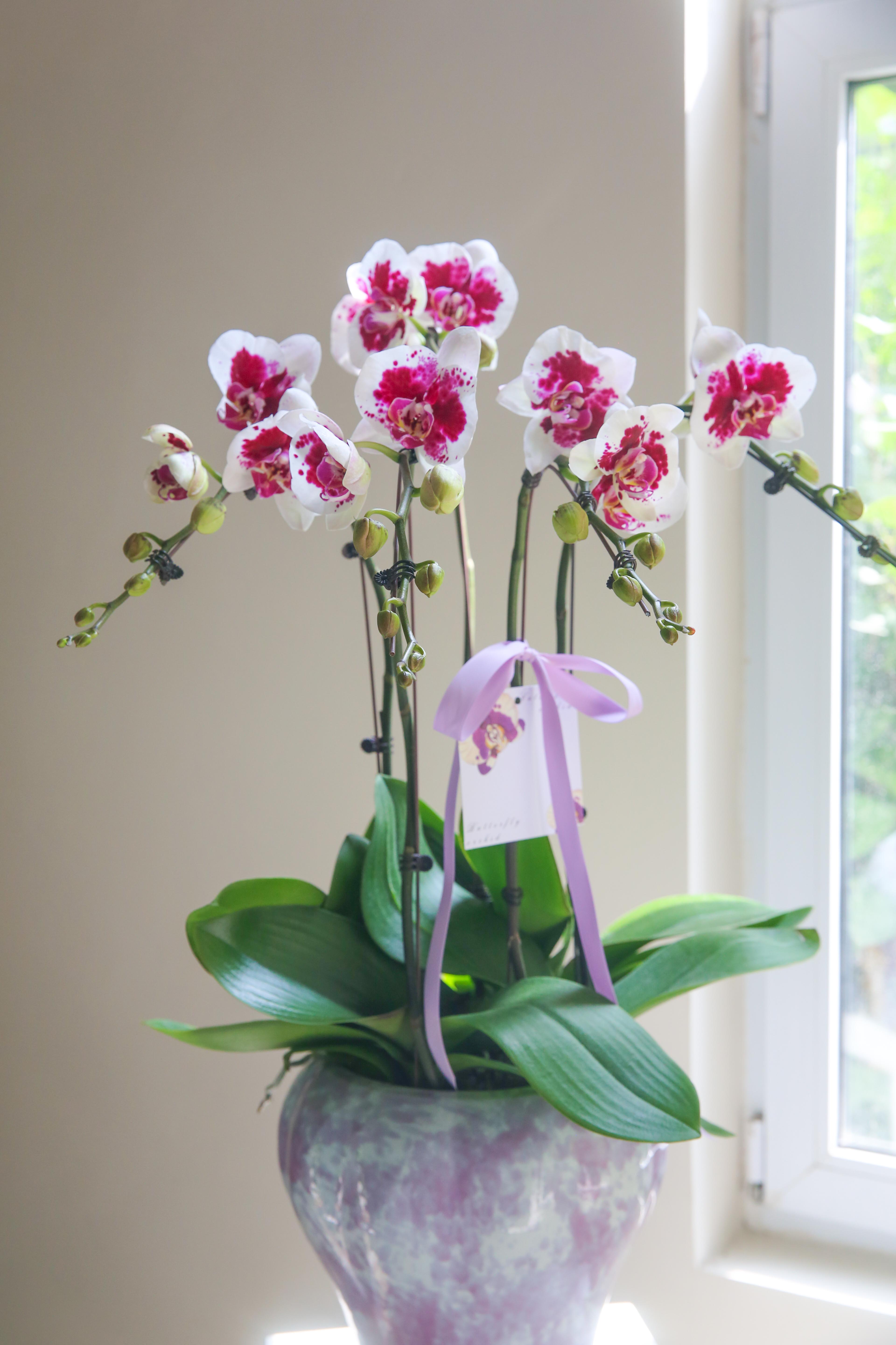 蝴蝶兰组盆盆景