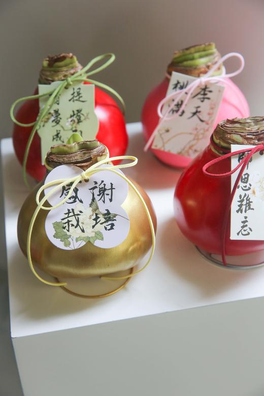 荷兰进口石蜡朱顶红 商品图6