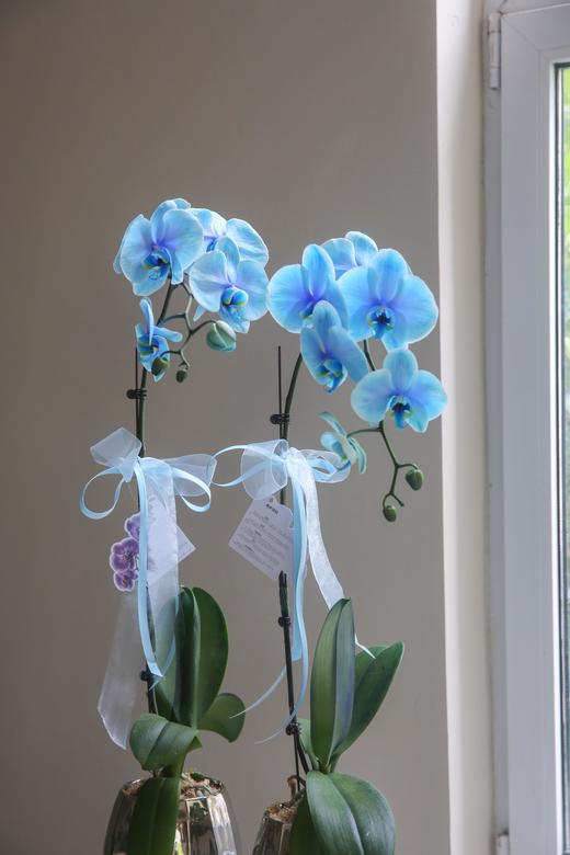 马卡龙染色蝴蝶兰（蓝色） 商品图1