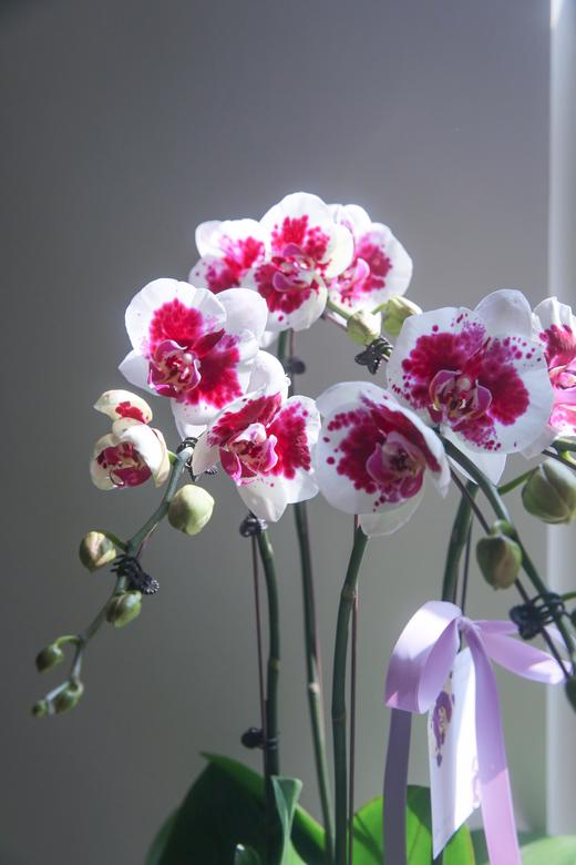 蝴蝶兰组盆盆景 商品图3