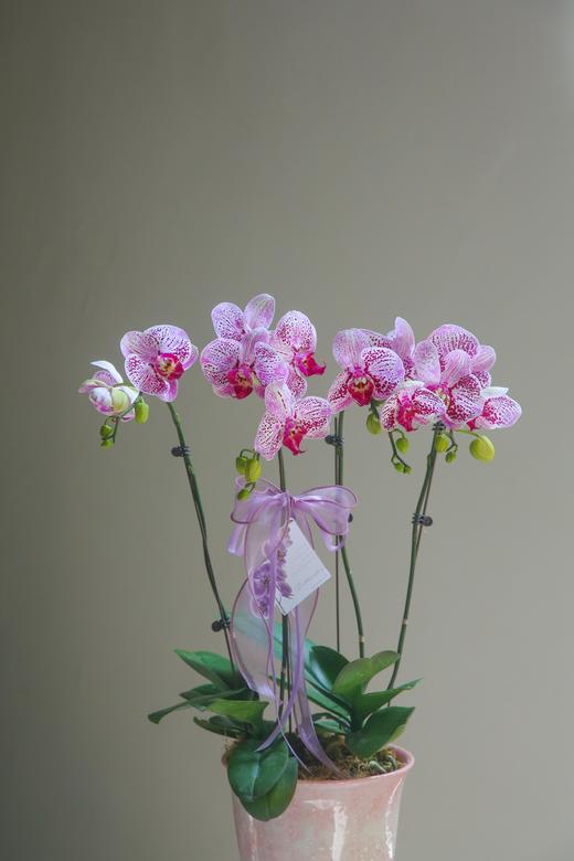 蝴蝶兰组盆盆景 商品图2