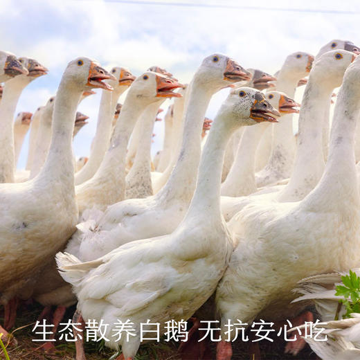 南食召 金葱鹅油 商品图4