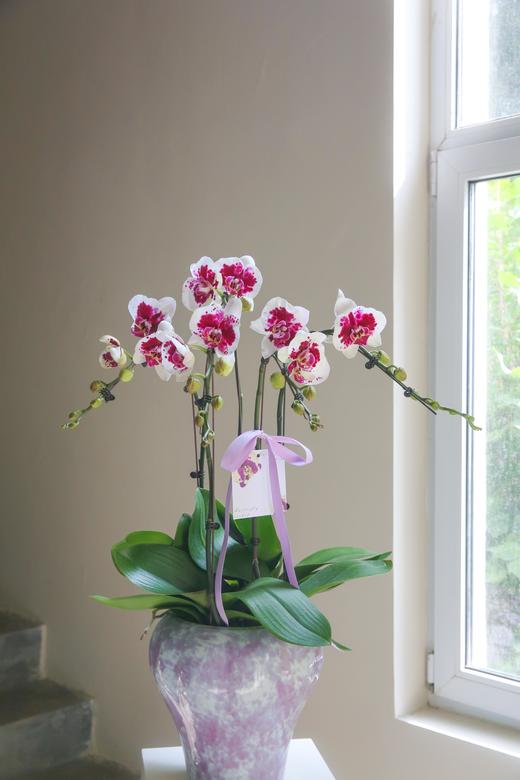 蝴蝶兰组盆盆景 商品图1