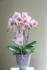 蝴蝶兰组盆盆景 商品缩略图5