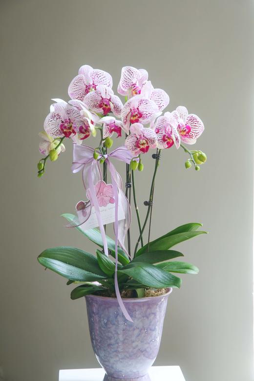 蝴蝶兰组盆盆景 商品图5