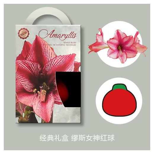 荷兰进口石蜡朱顶红 商品图12