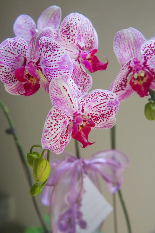 蝴蝶兰组盆盆景 商品图1