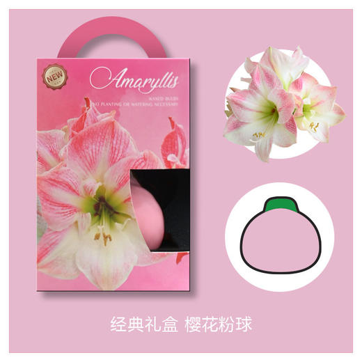 荷兰进口石蜡朱顶红 商品图11