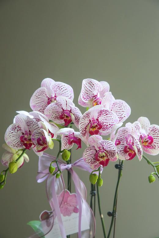 蝴蝶兰组盆盆景 商品图6