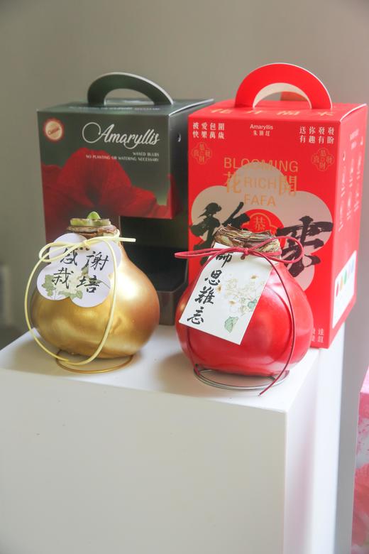 荷兰进口石蜡朱顶红 商品图2