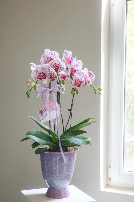 蝴蝶兰组盆盆景 商品图4