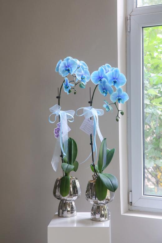 马卡龙染色蝴蝶兰（蓝色） 商品图0