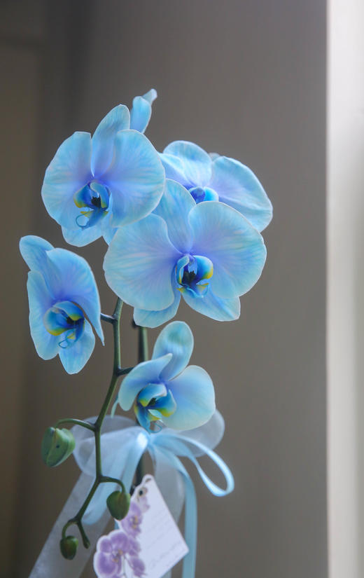 马卡龙染色蝴蝶兰（蓝色） 商品图4